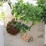 Il Vecchio Limone *